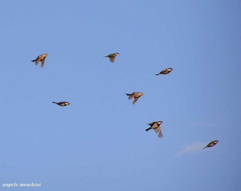 Passera d''italia - Passer domesticus italiae